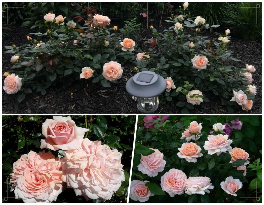 Garden of Roses róża rabatowa